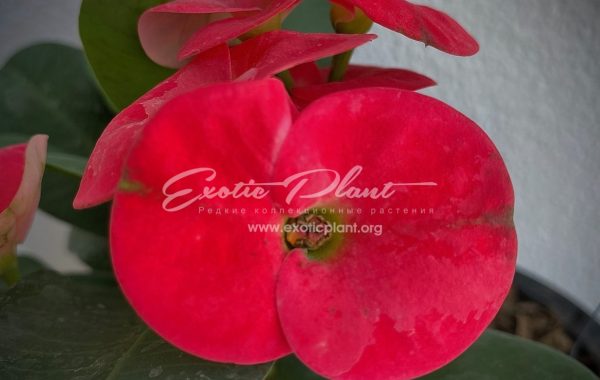 Euphorbia millii King Red / эуфорбия миля Кинг Ред 12-25