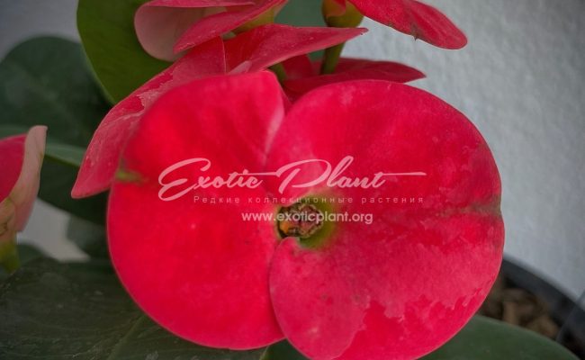 euphorbia milli King Red