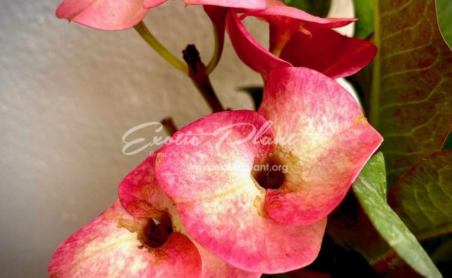 euphorbia milli Lucky New