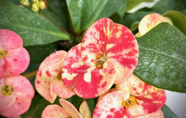 Euphorbia millii Rose of Northern City / эуфорбия миля Роуз оф Норфен Сити 12-25