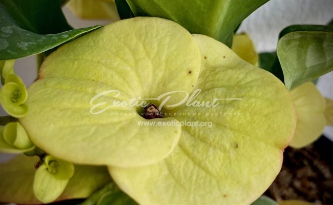 euphorbia milli Sabrina