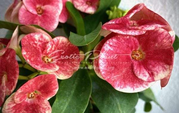 euphorbia millii Sonia / эуфорбия миля Соня 12-25