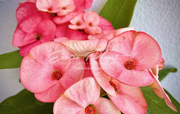 euphorbia millii Sunkist / эуфорбия миля Санкист 12-25