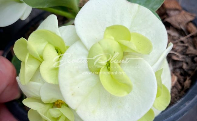 euphorbia millii Jade Paradise