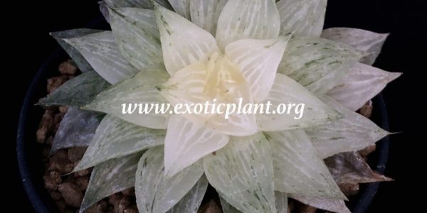 haworthia retusa variegated ex Abby Garden 2011