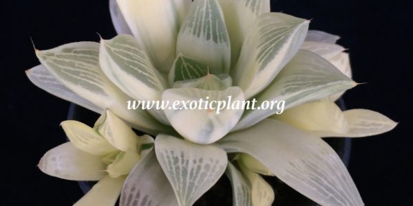 haworthia retusa variegated ex Indonesia