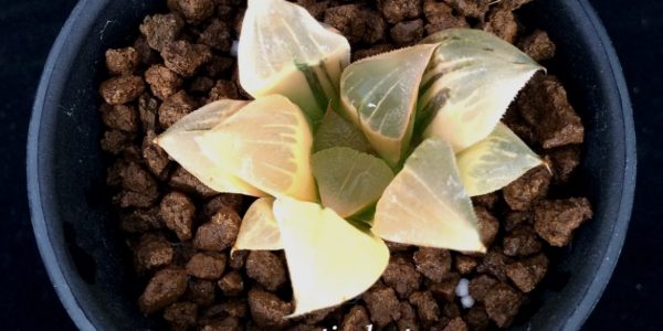 haworthia retusa variegated ex Japan 2014