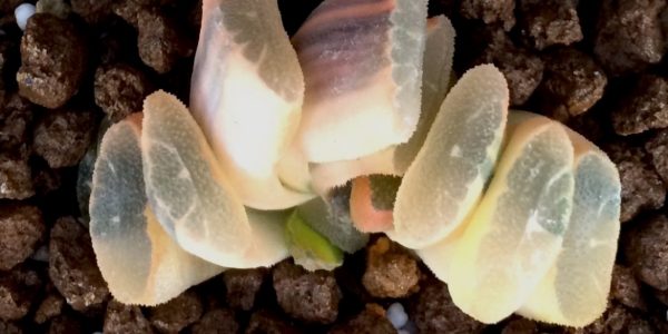 haworthia truncata reverse variegated