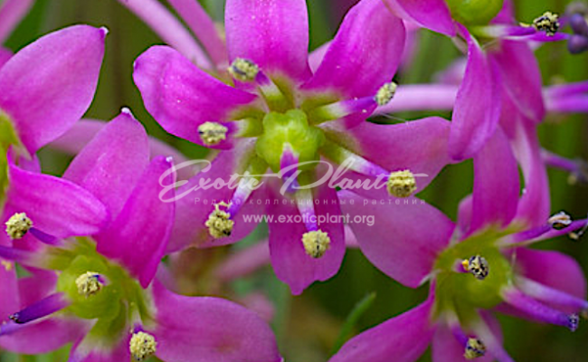 ledebouria cooperi flower