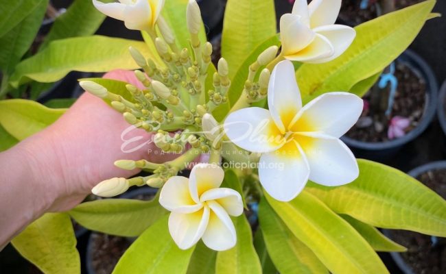 plumeria Silver and Gold 30