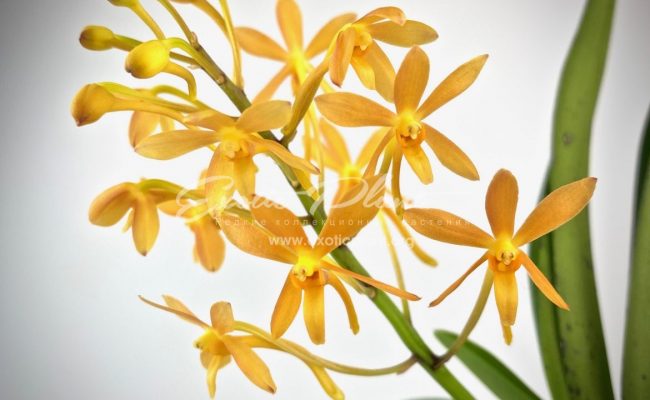 Ascofinetia Twinkle