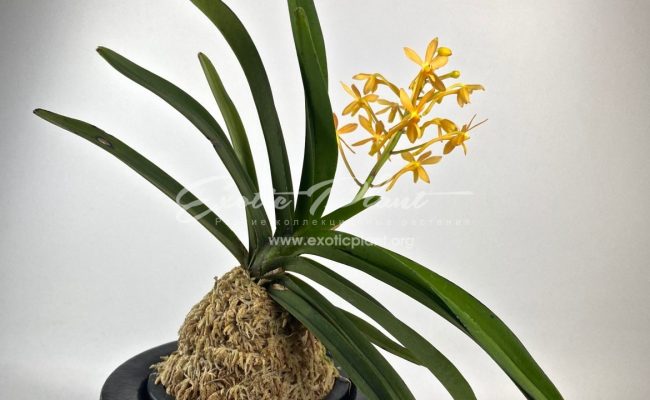 Ascofinetia Twinkle