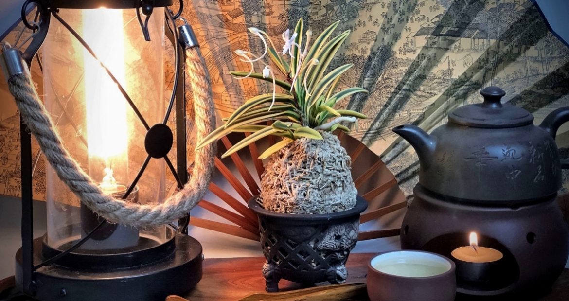 neofinetia Fukiden