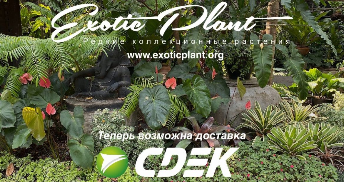 доставка транспортной компанией СДЭК