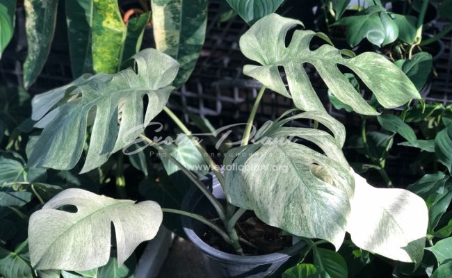 monstera mint