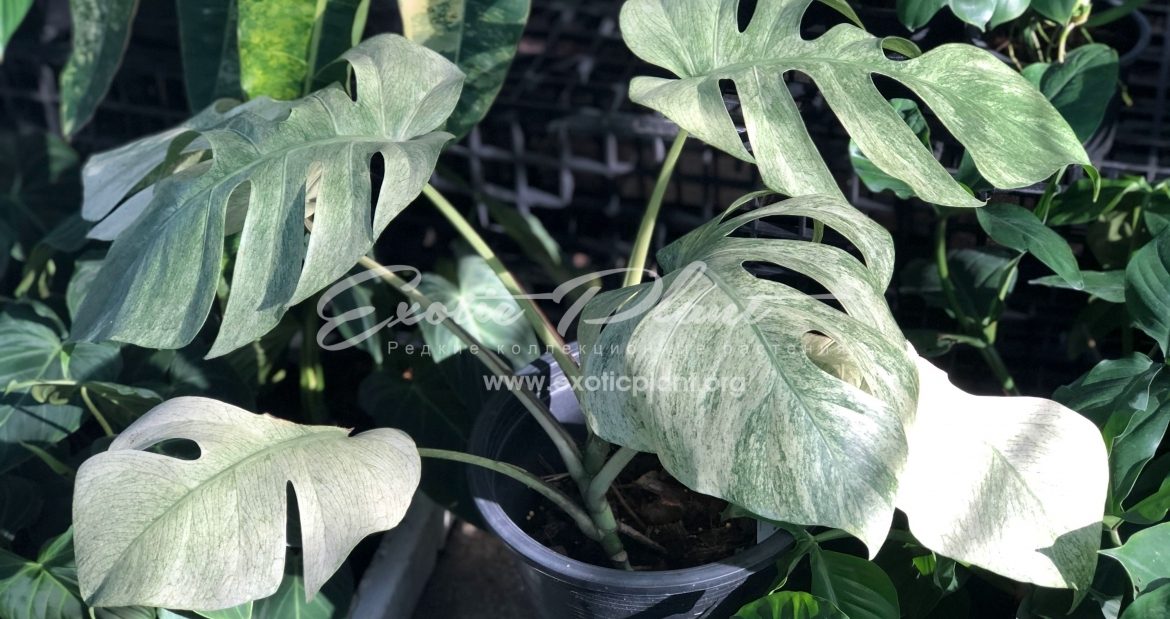 Каталог Epipremnum, Monstera, Rhaphidophora, Pothos / Эпипремнум, Монстера, Рафидофора, Потос для заказа