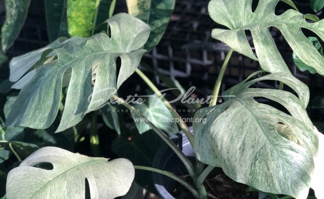 monstera mint