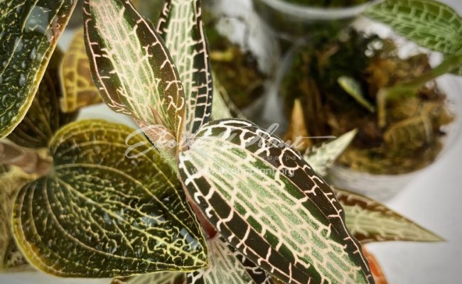 Goodyera pusilla 30