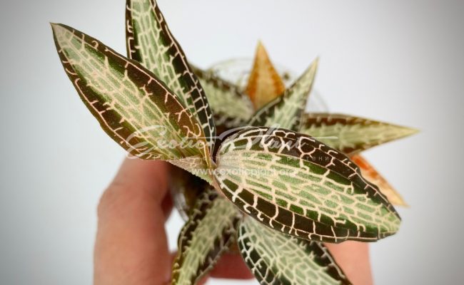 Goodyera pusilla 30