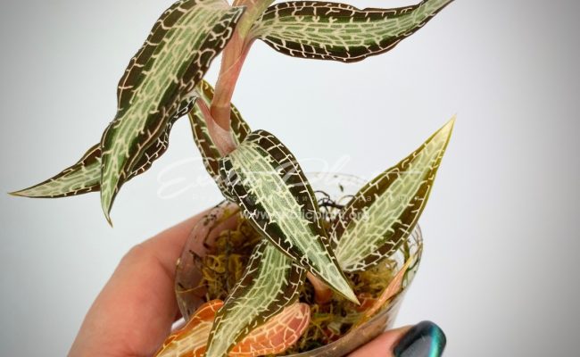 Goodyera pusilla 30