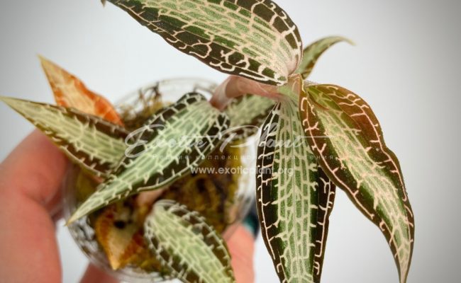 Goodyera pusilla 30