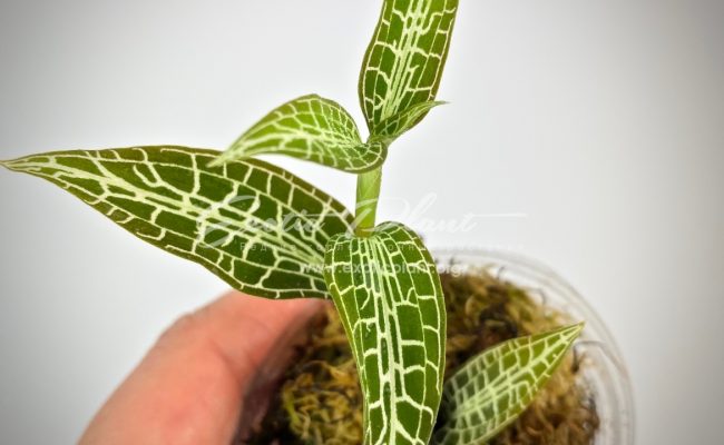 Goodyera ustulata 30