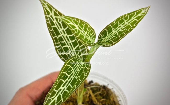 Goodyera ustulata 30