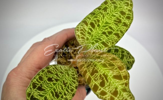 Macodes petola 30