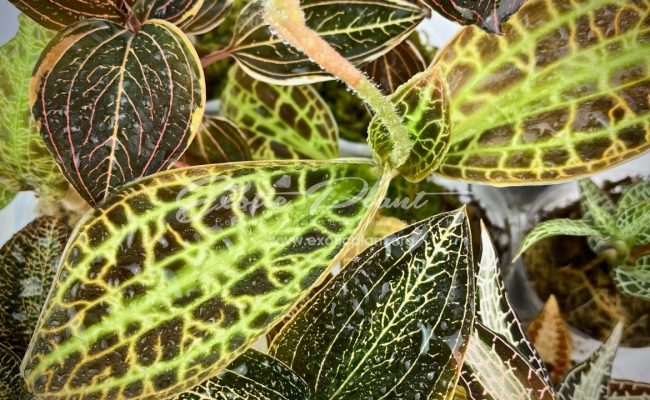 jewel orchids
