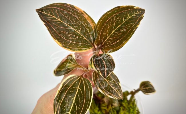 ludisia discolor variegated