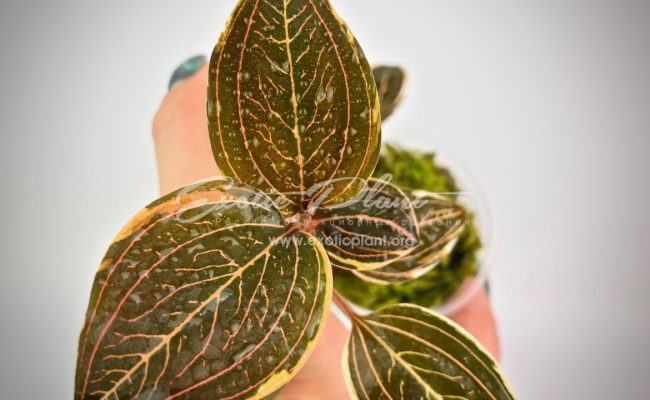 ludisia discolor variegated