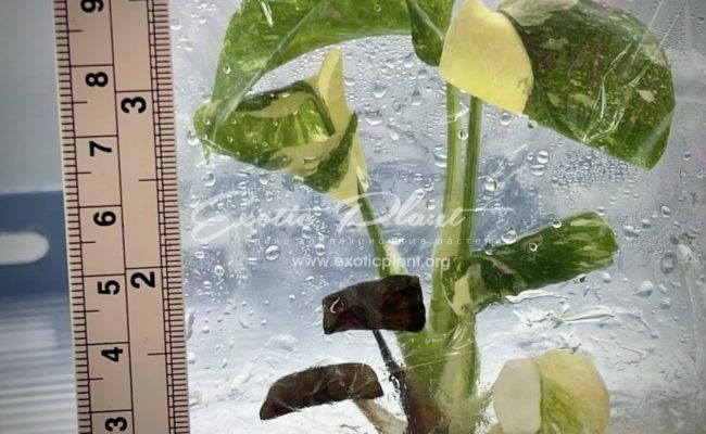 Monstera deliciosa Thai Constellation (Crème Brûlée)