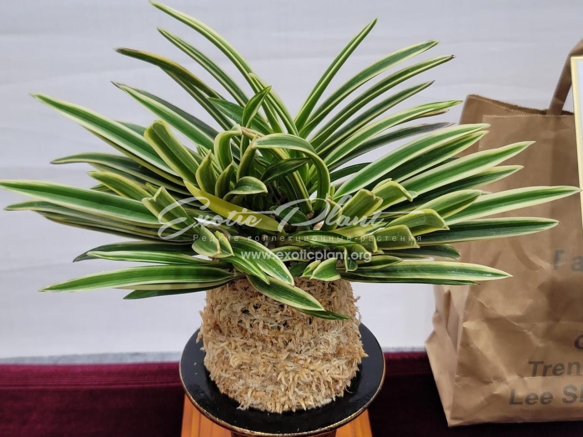 Gwanak EXOTIC PLANT Gwanak EXOTIC PLANT