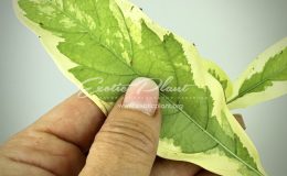 Morinda citrifolia (white variegated)