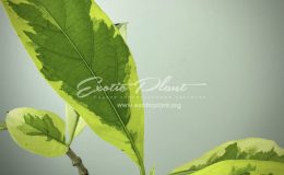 Morinda citrifolia (white variegated)