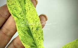 Morinda citrifolia (yellow variegated)(grafted)