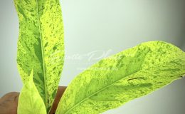 Morinda citrifolia (yellow variegated)(grafted)