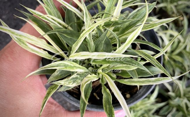 Spathiphyllum sp mini variegated 35
