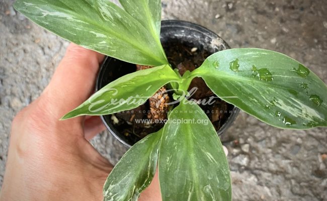 Spatithyllum Sensation silver variegated 35 1.