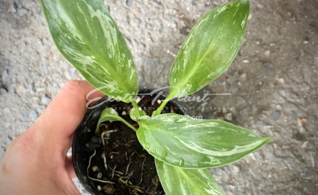 Spatithyllum Sensation silver variegated 35 1.