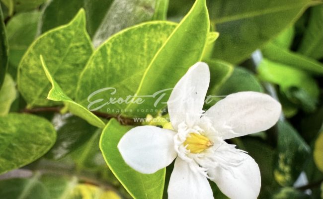 Wrightia antidysenterica variegated
