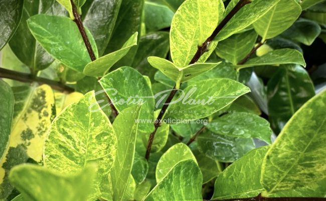 Wrightia antidysenterica variegated
