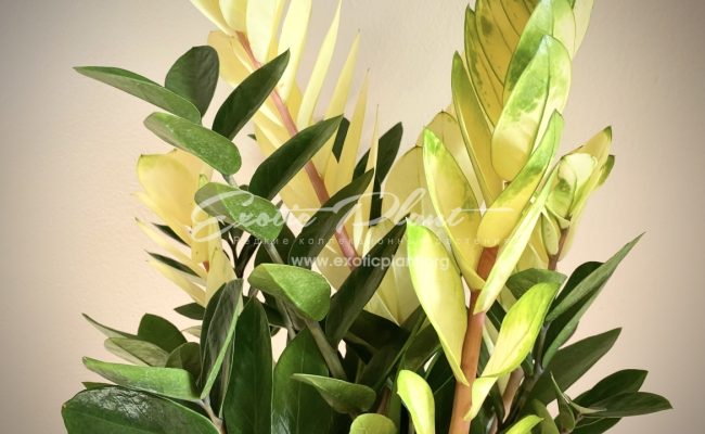 Zamioculcas cv Golden Crowned Emerald