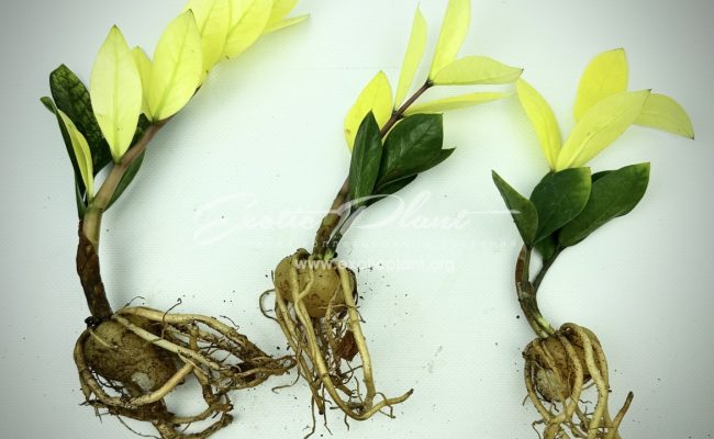 Zamioculcas cv Golden Crowned Emerald