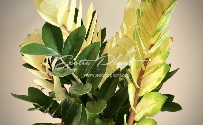 Zamioculcas cv Golden Crowned Emerald