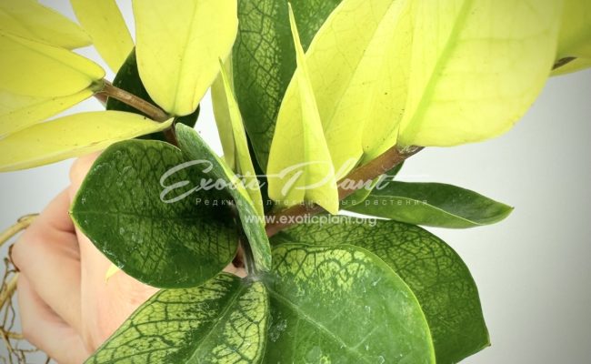 Zamioculcas cv Golden Crowned Emerald