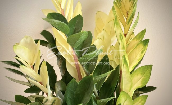 Zamioculcas cv Golden Crowned Emerald