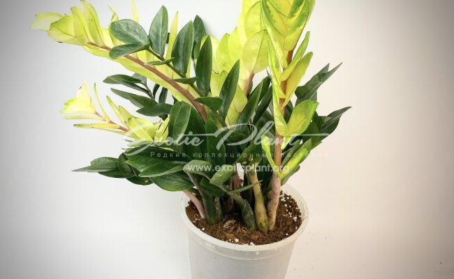 Zamioculcas cv Golden Crowned Emerald 250