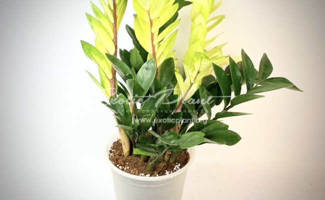 Zamioculcas cv Golden Crowned Emerald 250