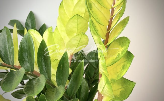 Zamioculcas cv Golden Crowned Emerald 250